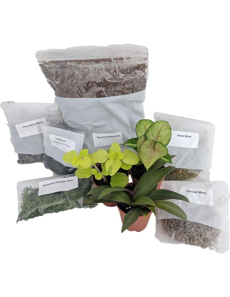Kit de Terrario Vivo Hirt's Gardens con 3 Plantas Miniatura Kit de Terrario Vivo Hirt's Gardens con 3 Plantas Miniatura