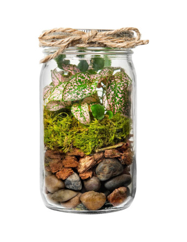 Kit de Terrario DIY SuperMoss Portland - Tarro de 8.89 cm