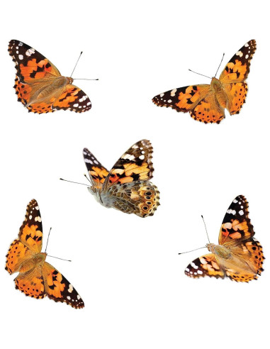 Jardín de Mariposas Insect Lore 61 cm con Vale para 5 Orugas