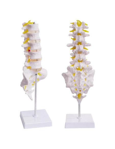 Modelo de Columna Lumbar Ruiishunyy a Tamaño Real con 5 Vértebras Modelo de Columna Lumbar Ruiishunyy a Tamaño Real con 5 Vértebras