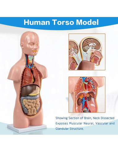 Modelo de Torso Humano HADWYN 20" 12 Piezas Desmontables