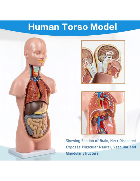 Modelo de Torso Humano HADWYN 20" 12 Piezas Desmontables Modelo de Torso Humano HADWYN 20" 12 Piezas Desmontables
