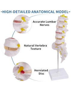 Modelo de Columna Lumbar Ruiishunyy a Tamaño Real con 5 Vértebras 2