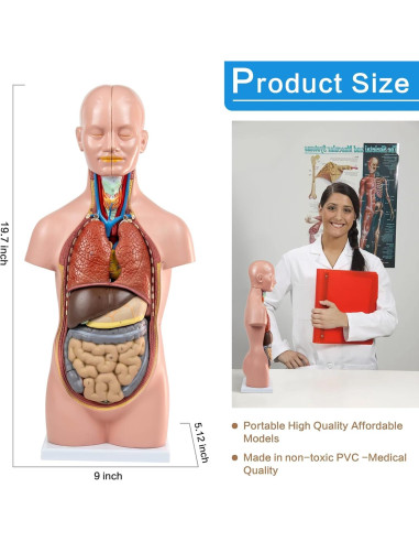Modelo de Torso Humano HADWYN 20" 12 Piezas Desmontables