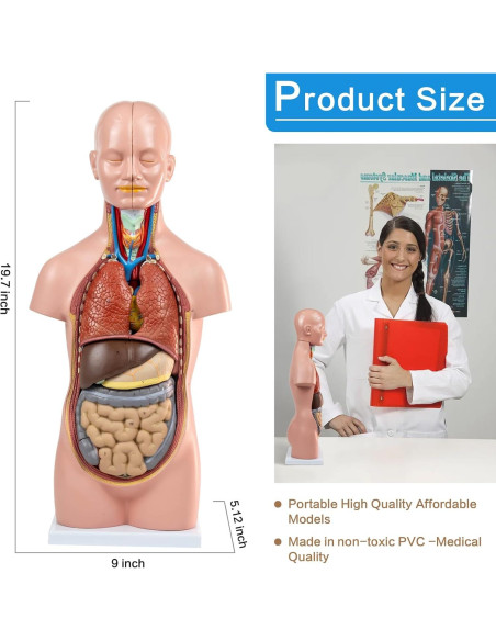 Modelo de Torso Humano HADWYN 20" 12 Piezas Desmontables Modelo de Torso Humano HADWYN 20" 12 Piezas Desmontables
