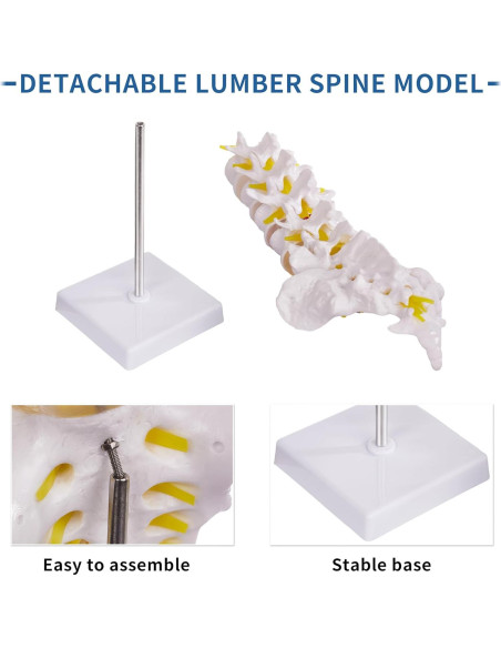 Modelo de Columna Lumbar Ruiishunyy a Tamaño Real con 5 Vértebras Modelo de Columna Lumbar Ruiishunyy a Tamaño Real con 5 Vértebras