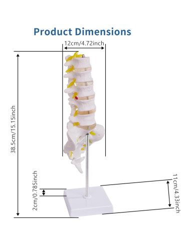 Modelo de Columna Lumbar Ruiishunyy a Tamaño Real con 5 Vértebras