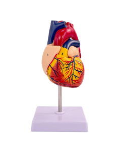 Modelo de Corazón Humano IMTUANZI 2 Partes 21.8x13.5 cm