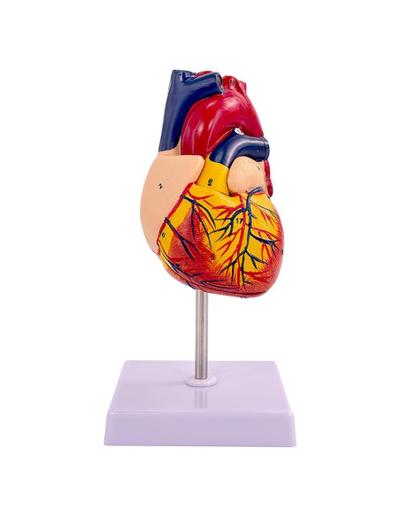 Modelo de Corazón Humano IMTUANZI 2 Partes 21.8x13.5 cm Modelo de Corazón Humano IMTUANZI 2 Partes 21.8x13.5 cm