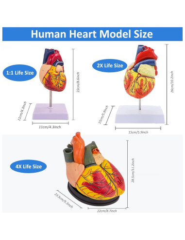 Modelo de Corazón Humano IMTUANZI 2 Partes 21.8x13.5 cm