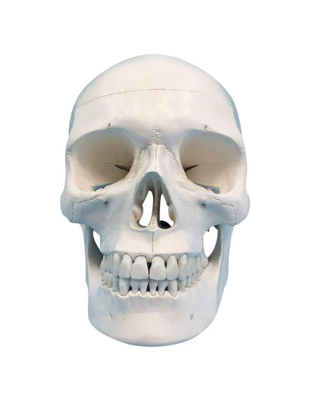 Cráneo Humano Adulto OIF 3 Partes 23 cm PVC Detalles Precisos Cráneo Humano Adulto OIF 3 Partes 23 cm PVC Detalles Precisos