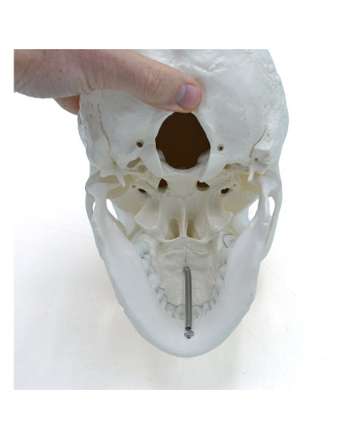 Cráneo Humano Adulto OIF 3 Partes 23 cm PVC Detalles Precisos