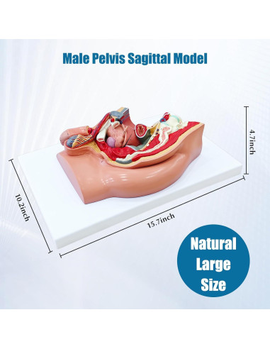 Modelo Anatómico de Pelvis Masculina JNMFTD 4 Piezas 40.6x25.4cm