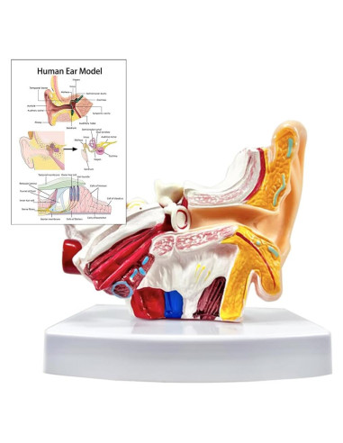 Modelo de Anatomía del Oído Humano 1.5x PVC - Educativo