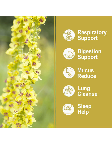 Té de Mullein Olvvla 30 Bolsitas 3g - Natural y Sin Cafeína Té de Mullein Olvvla 30 Bolsitas 3g - Natural y Sin Cafeína