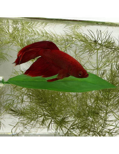 Hamaca Magnética para Betta Aquarigram - Hoja Individual