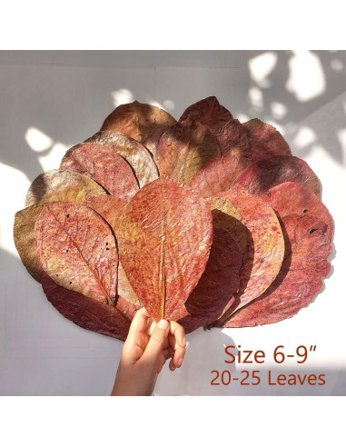 Hojas de Almendra India Secas AMA GROW 50g - 20 Hojas 15-23cm