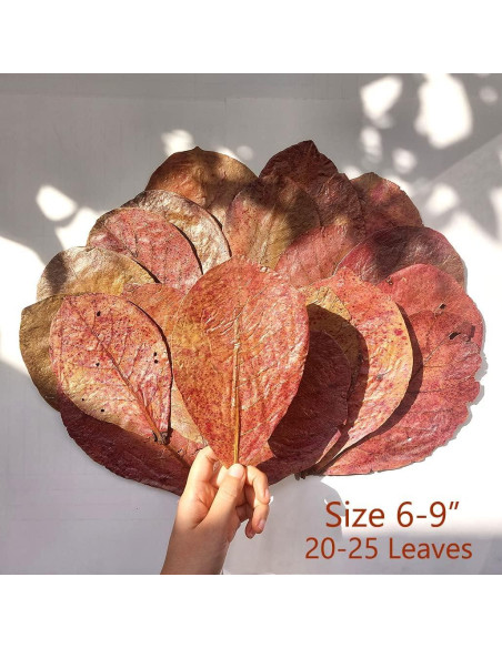 Hojas de Almendra India Secas AMA GROW 50g - 20 Hojas 15-23cm Hojas de Almendra India Secas AMA GROW 50g - 20 Hojas 15-23cm