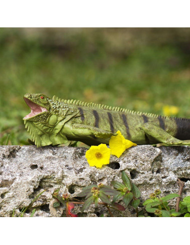Figura de Iguana Verde Safari Ltd. 27.94 cm Juguete Educativo