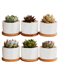 Juego de 6 Macetas de Cerámica 3.5" AEFPOYMXU con Drenaje