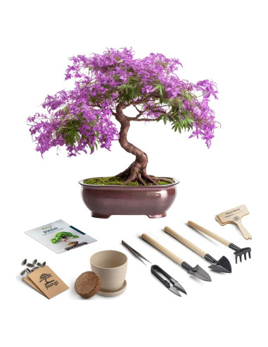 Kit de Inicio Bonsai AVERGO Jacaranda - Cultiva Árboles en Casa