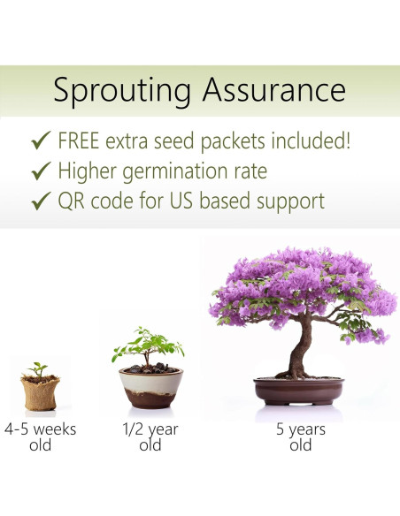 Kit de Inicio Bonsai AVERGO Jacaranda - Cultiva Árboles en Casa Kit de Inicio Bonsai AVERGO Jacaranda - Cultiva Árboles en Casa