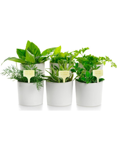 Paquete de 12 Etiquetas de Madera para Plantas YiLiiod