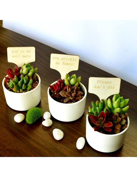 Paquete de 12 Etiquetas de Madera para Plantas YiLiiod Paquete de 12 Etiquetas de Madera para Plantas YiLiiod