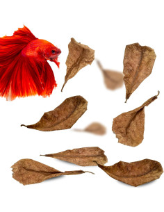 Hojas de Catappa SunGrow 50 pcs para Betta - 5.08 cm 2