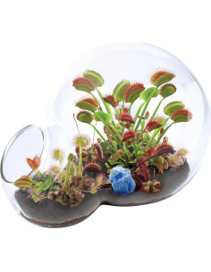 Kit de Terrario de Vidrio para Cultivar Atrapamoscas y Sundew 2