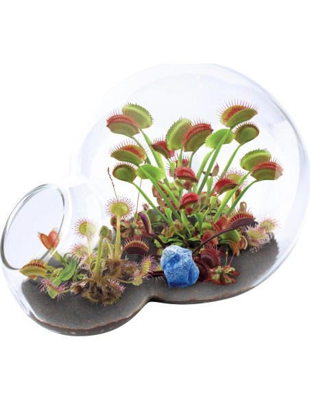 Kit de Terrario de Vidrio para Cultivar Atrapamoscas y Sundew Kit de Terrario de Vidrio para Cultivar Atrapamoscas y Sundew