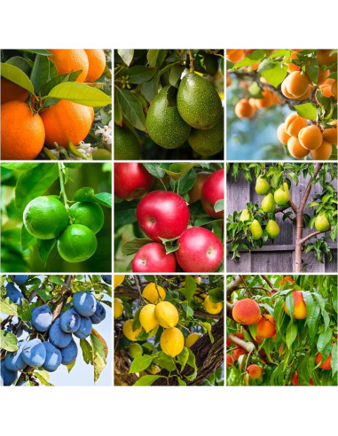 Picos de Fertilizante SimplyGro para Cítricos y Frutales - 72 Picos
