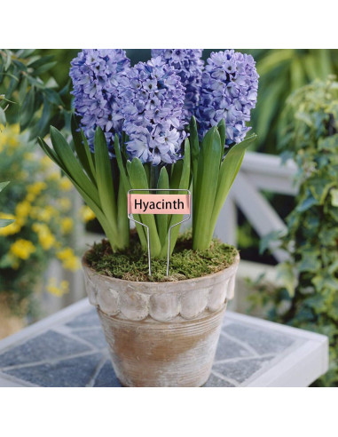 40 Etiquetas de Metal para Plantas Wehhbtye - Cobre Resistente