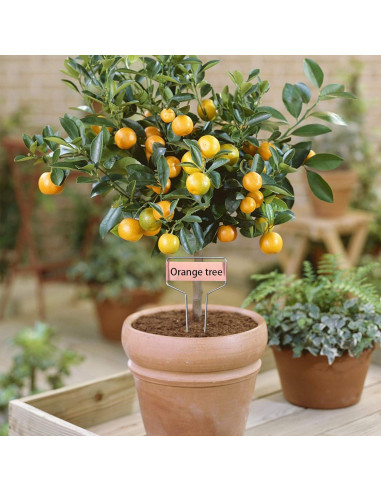 40 Etiquetas de Metal para Plantas Wehhbtye - Cobre Resistente