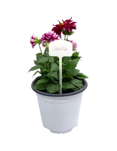 Etiquetas de Jardín de Plástico Ugold 20 pcs 15.24 cm