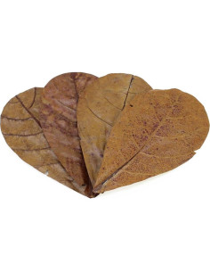 Hojas de Catappa Seachem 12 Paquete - Acuario Natural 2