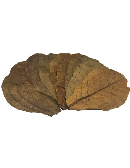 Hojas de Almendra India Catappa 10 Unidades 10-15 cm Premium Hojas de Almendra India Catappa 10 Unidades 10-15 cm Premium