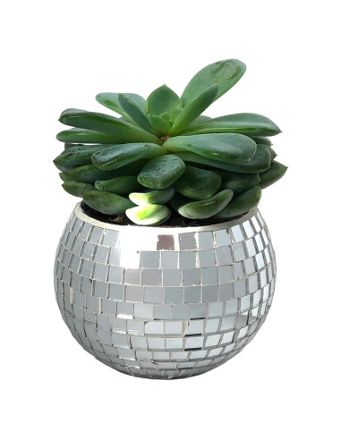 Mini Maceta Decorativa BusyPet Plateada para Suculentas 5.4 cm