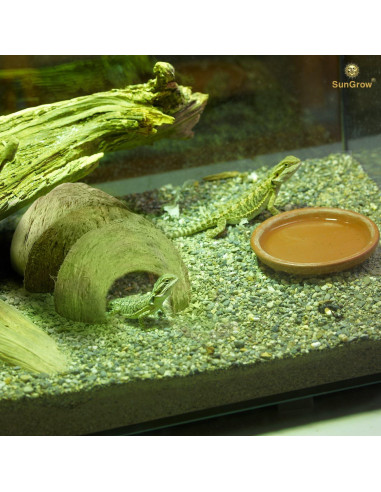 Refugio de Coco SunGrow para Cangrejos Ermitaños 12.7x7.6 cm