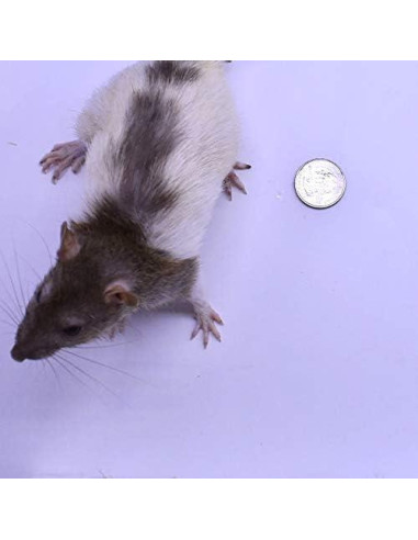 Ratas Jumbo Congeladas MiceDirect - Paquete de 15 para Serpientes