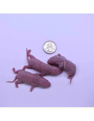Combo de Ratas Congeladas MiceDirect 30 Unidades 5-8.9 cm