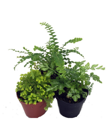 Mini Helechos Hirt's Gardens para Terrarios - 3 Plantas 5 cm