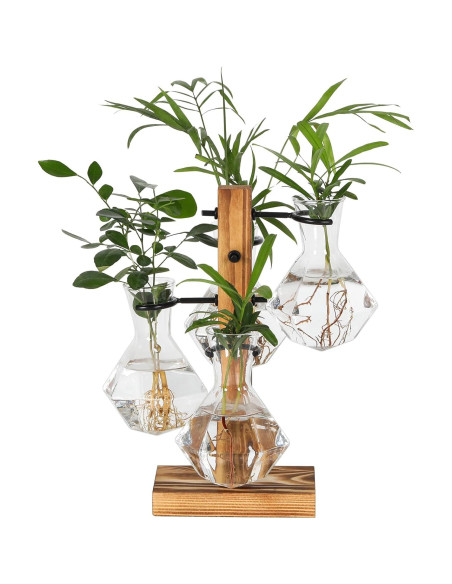 Kit de Terrarios para Plantas Hongsheng con 4 Jarrones de Vidrio Kit de Terrarios para Plantas Hongsheng con 4 Jarrones de Vidrio