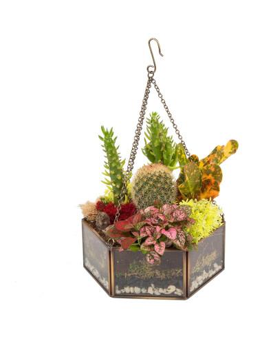 Terrario Colgante de Vidrio D'Eco Mini Hexágono 16.5x6.3cm