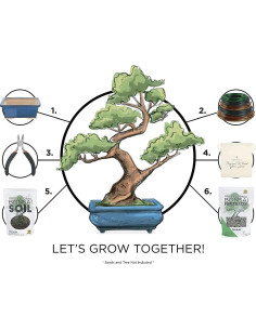 Kit Completo de Bonsai Hojas y Alma - Maceta Ovalada Verde 2