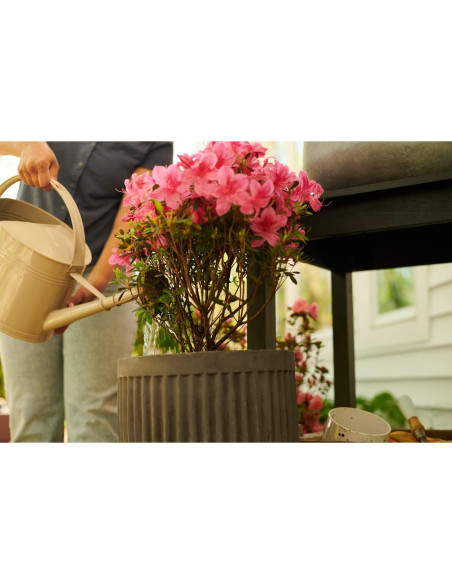 Fertilizante Miracle-Gro para Azaleas y Rododendros 2.27 kg Fertilizante Miracle-Gro para Azaleas y Rododendros 2.27 kg