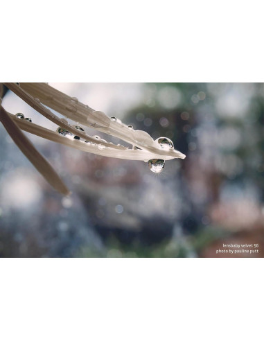 Lente Velvet 56 Lensbaby para Nikon F - Efecto Suave y Sedoso