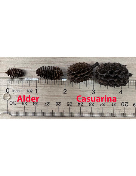 Conos de Aliso 25 unidades Acuáticos Asombrosos 1-2.5 cm Conos de Aliso 25 unidades Acuáticos Asombrosos 1-2.5 cm