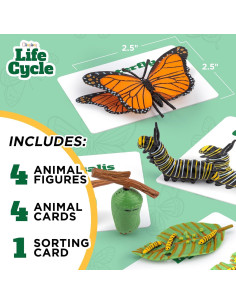 Kit Ciclo de Vida Montessori GLINGLONG - Juguete Educativo 3D 2