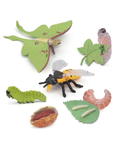 Conjunto de Ciclo de Vida de Insectos 8 PZS BRETOYIN Conjunto de Ciclo de Vida de Insectos 8 PZS BRETOYIN